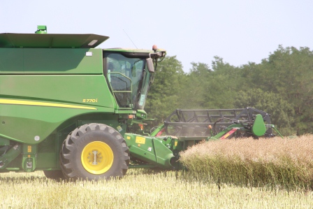 Рапс убирают в Тбилисском районе