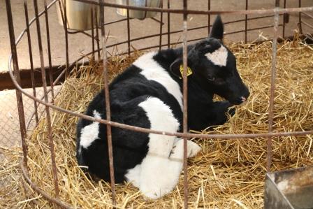 В Тбилисском районе активно развиваются крестьянско-фермерские хозяйства 