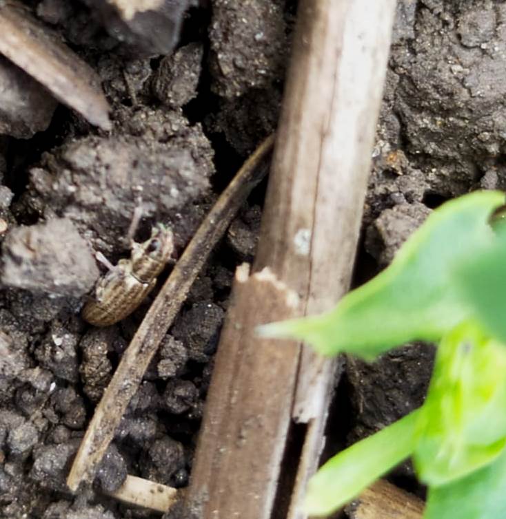 Долгоносики на всходах гороха