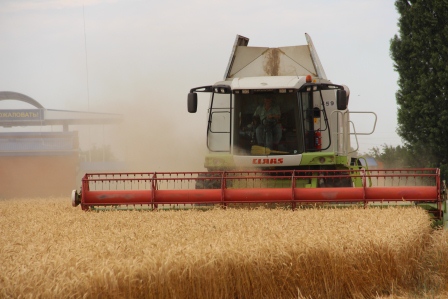 В Тбилисском районе начали убирать пшеницу