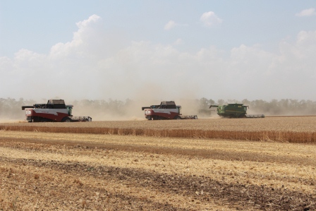 В Тбилисском районе убирают пшеницу