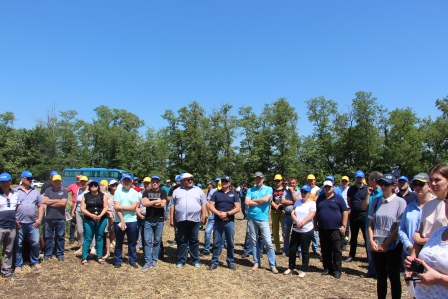В Тбилисском районе прошел День поля