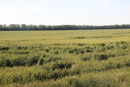 Глава Тбилисского района провел смотр культуры земледелия