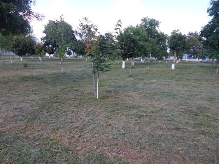 В Тбилисской по улице Красной высадили цветы