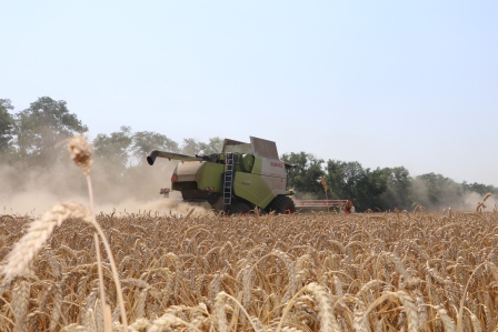 В Тбилисском районе завершается уборка пшеницы