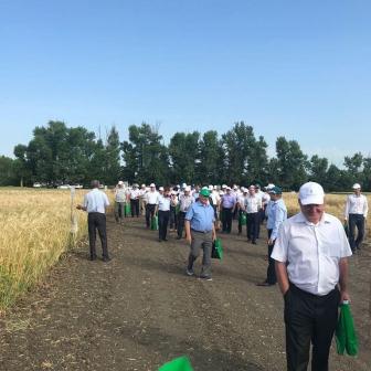 Кубанским аграриям предстоит собрать урожай зерновых на площади 3,5 млн гектаров