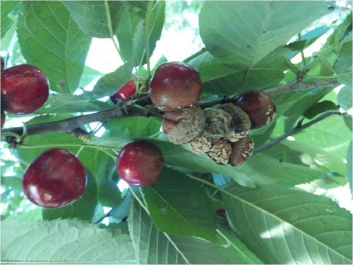 Монилиоз косточковых культур и курчавость листьев персика