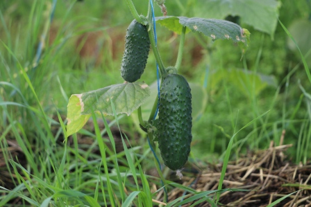 Личное подсобное хозяйство
