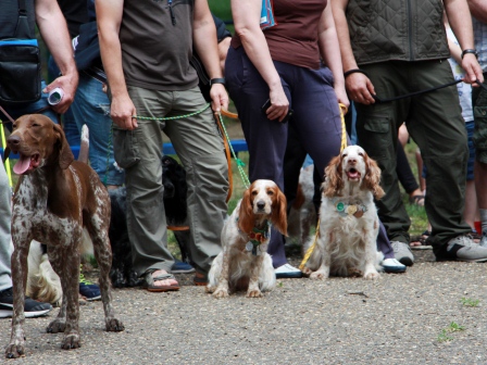 В Тбилисской прошла выставка собак охотничьих пород