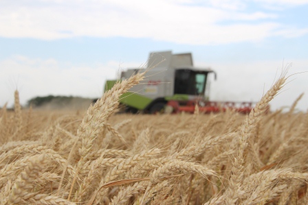 В Тбилисском районе начали убирать пшеницу