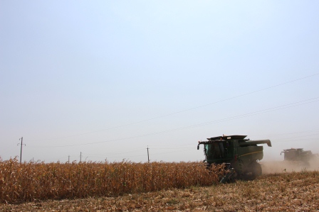 В Тбилисском районе начали убирать кукурузу