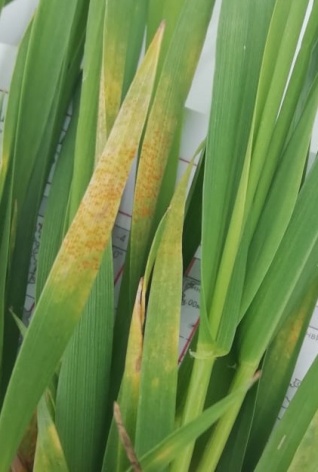 Желтая ржавчина на растениях