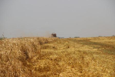 Уборка ячменя в Тбилисском районе идет полным ходом