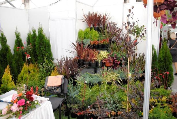 Кубанская ярмарка