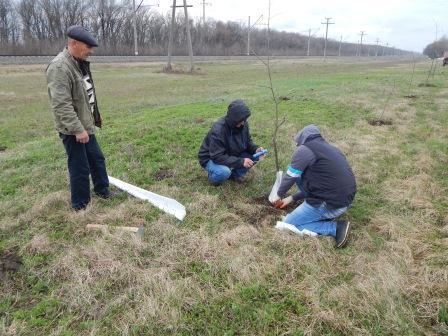 В станице Тбилисской высадили аллею берез и лип