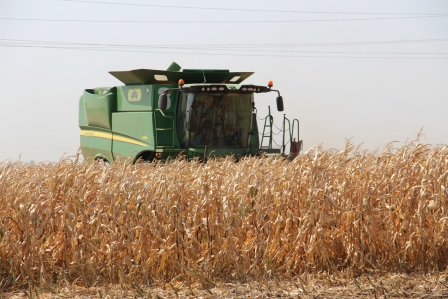 В Тбилисском районе начали убирать кукурузу