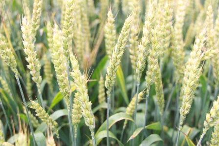 Глава района продолжает объезд полей