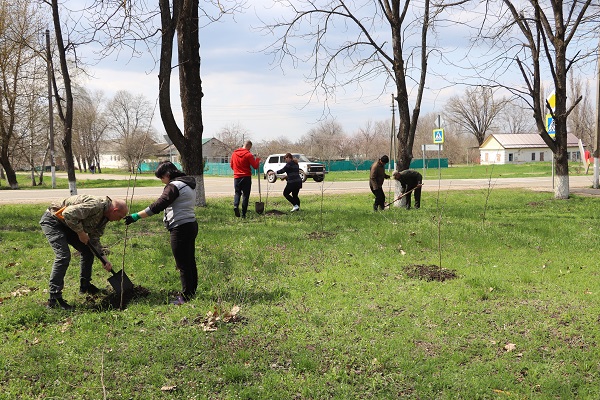 Сады Памяти высадили в двух станицах Тбилисского района
