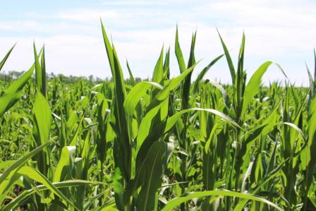 «Горячая пора» 