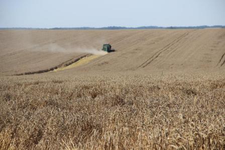 Глава Тбилисского района ознакомился с ходом уборки кубанского "золота