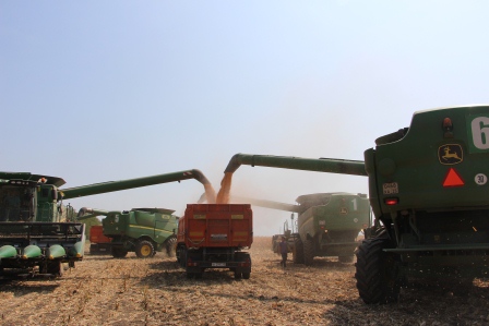 В Тбилисском районе начали убирать кукурузу