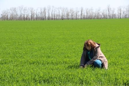На полях Тбилисского района началась горячая пора
