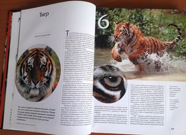 О Международном дне тигра