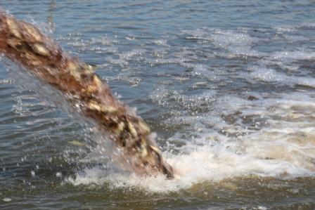 2,5 тыс. мальков толстолобика и судака запустили в реку в станице Алексее-Тенгинской 