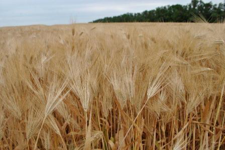 Завершается уборка озимого ячменя в Тбилисском районе