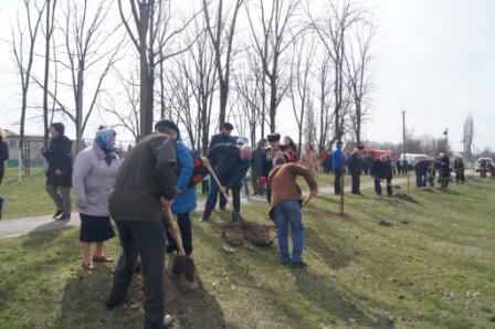 В Тбилисском районе к юбилею Великой Победы высадили липовую аллею