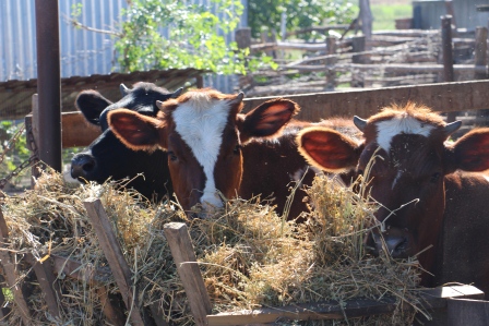 Евгений Ильин посетил представителей малых форм хозяйствования