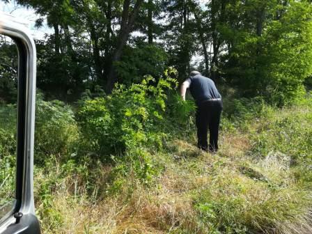 Работа комиссии по выявлению и уничтожению очагов дикорастущей конопли