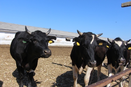 Глава посетил Ловлинскую: Новые школа, парк и музей