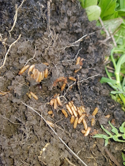 Саранчовые