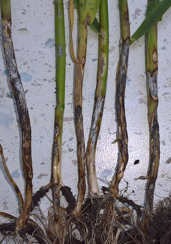 Вредоносность гибеллиноза на озимых продолжается 