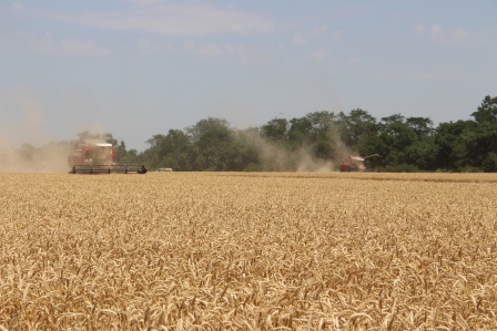 Евгений Ильин ознакомился с ходом уборки пшеницы