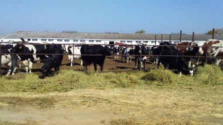 В Тбилисском районе увеличено производство молока