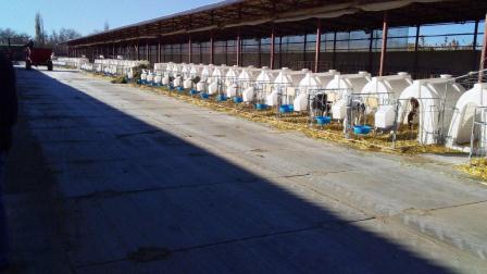 В Тбилисском районе увеличено производство молока