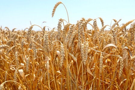 В Тбилисском районе артисты выступают на полях