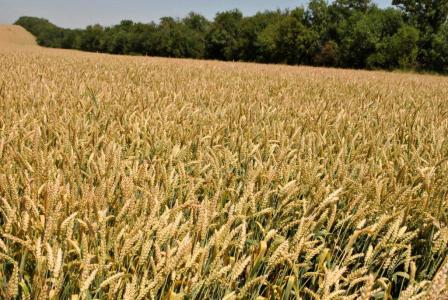 В Ловлинской прошел День поля АО Фирмы «Август»