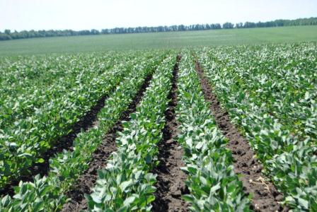 В Ловлинской прошел День поля АО Фирмы «Август»