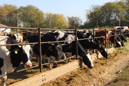 Краевые специалисты проверили ЗАО «Марьинское»