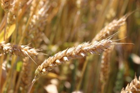 «Горячая пора» 